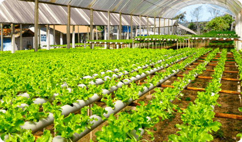 Embracing Organic Farming in School